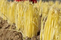 山東云唐土壤重金屬測定儀，值得買嗎？