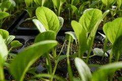 云唐肥料成分測(cè)試儀可以放心購買嗎？